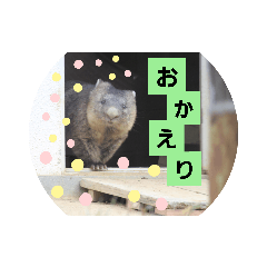 [LINEスタンプ] かわいいウォンバット4