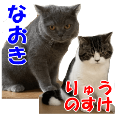 [LINEスタンプ] 石田家のネコたち