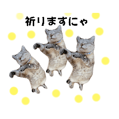 [LINEスタンプ] 保護猫カフェもりのねこさん❤️1