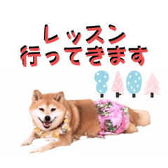 [LINEスタンプ] 柴犬さくらの可愛いスタンプ