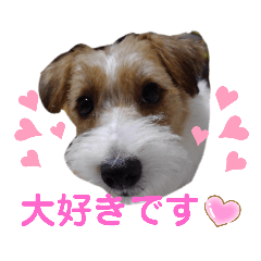 [LINEスタンプ] ジャックラッセルいつも可愛いてっちゃん