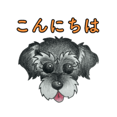 [LINEスタンプ] シュナウザー(ソルト＆ペッパー)