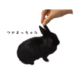 [LINEスタンプ] 『くろまめ』白い靴下の黒うさぎ