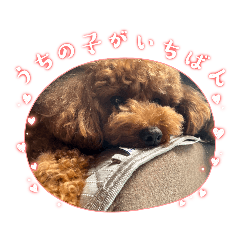 [LINEスタンプ] うちの愛犬(しえる)スタンプ