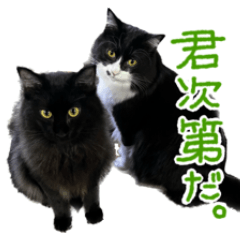 [LINEスタンプ] ハチワレ虎太郎と黒猫朔丸の日常会話