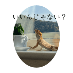 [LINEスタンプ] フトアゴヒゲトカゲのふとくん2