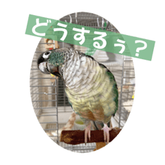[LINEスタンプ] Minchopila4