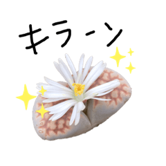 [LINEスタンプ] 多肉ワールド。