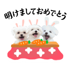 [LINEスタンプ] うさぎマルチーズ！で新年のご挨拶♪