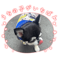 [LINEスタンプ] レオレオ〜