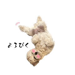 [LINEスタンプ] BIGマルプー まろ