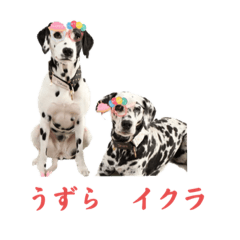 [LINEスタンプ] 被り物シリーズ(卵姉妹)
