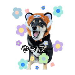 [LINEスタンプ] 黒柴のおこげちゃん