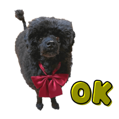 [LINEスタンプ] 黒トイプーちゃこ様スタンプ