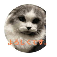 [LINEスタンプ] ギンねこちゃん