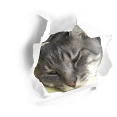 [LINEスタンプ] ウチのムートン君