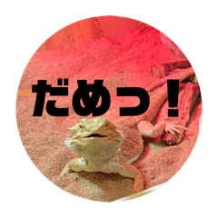 [LINEスタンプ] フトアゴヒゲトカゲのふとくんゆったり