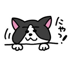 [LINEスタンプ] ハチワレのはーにゃん