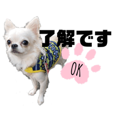 [LINEスタンプ] きぃちゃんᐡᴥᐡ