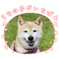 [LINEスタンプ] ツンツンつぶら♡シニア犬