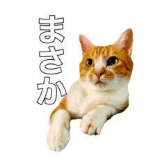 [LINEスタンプ] 茶トラのぽぽちゃん2