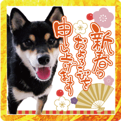 [LINEスタンプ] 柴犬 黒柴きのこの日常11 お正月編