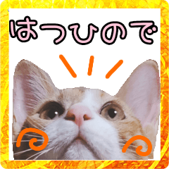 [LINEスタンプ] つくなずちゃんの年末年始♡実写ねこ