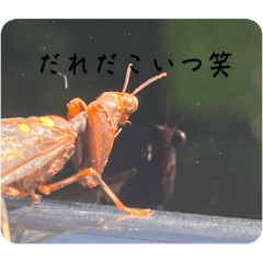 [LINEスタンプ] 落ち着きが無い生き物