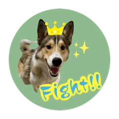 [LINEスタンプ] シェルティ×ハスキーの颯太