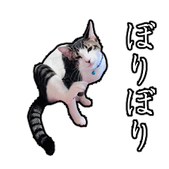 [LINEスタンプ] ネコチャンカワイイ 3