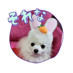 [LINEスタンプ] 白ポメ3匹の日常