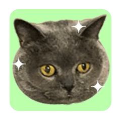 [LINEスタンプ] 動く猫かわいいスタンプ