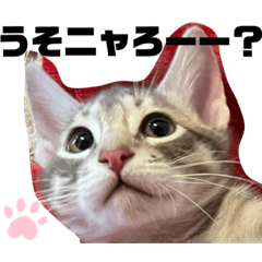 [LINEスタンプ] 兄弟ニャンずソルとルア3