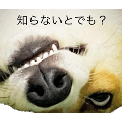 [LINEスタンプ] クセ強めコーギー