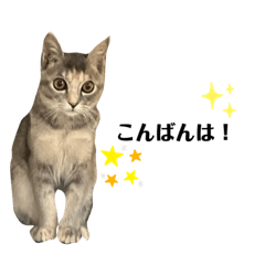 [LINEスタンプ] グレー猫の可愛いスタンプ〜ココちゃん〜