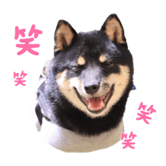 [LINEスタンプ] 可愛い黒豆柴佐助くん