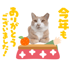 [LINEスタンプ] 3匹のハチワレねこXmas＊お正月 ver.