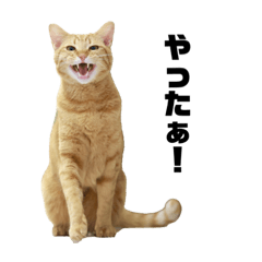 [LINEスタンプ] 茶トラ猫のみゃお③