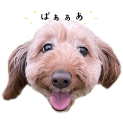 [LINEスタンプ] ˗ˏˋ ここちゃんだよ ˎˊ˗