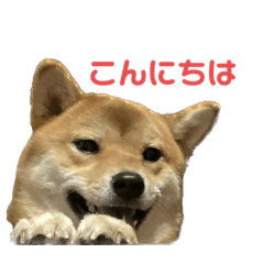 [LINEスタンプ] 柴犬 すずちゃん のスタンプ