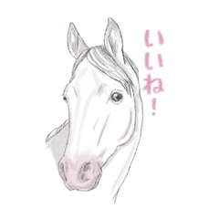 [LINEスタンプ] ただ馬がかわいいスタンプ。