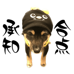 [LINEスタンプ] 可愛い黒豆柴佐助くん②【日常】