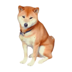 [LINEスタンプ] 柴犬ゲン③