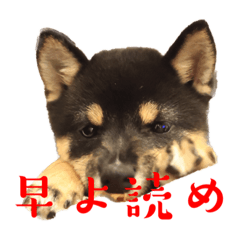 [LINEスタンプ] 可愛い黒豆柴佐助くん⑤【会話編②】