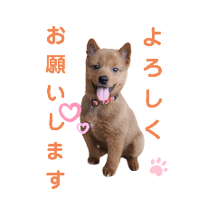 [LINEスタンプ] 美濃柴犬のこはるちゃん