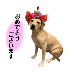 [LINEスタンプ] ラブラドールレトリーバー(ぼー2)