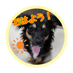 [LINEスタンプ] ここまろゆずスタンプ