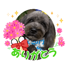[LINEスタンプ] どーら（ミニチュアシュナウザーの女の子）