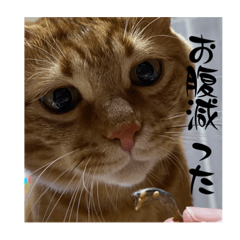 [LINEスタンプ] 我が家のハイにゃん