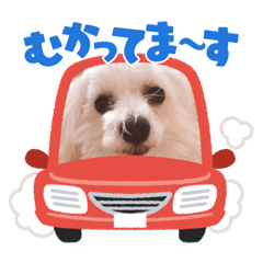 [LINEスタンプ] のあのあえりー